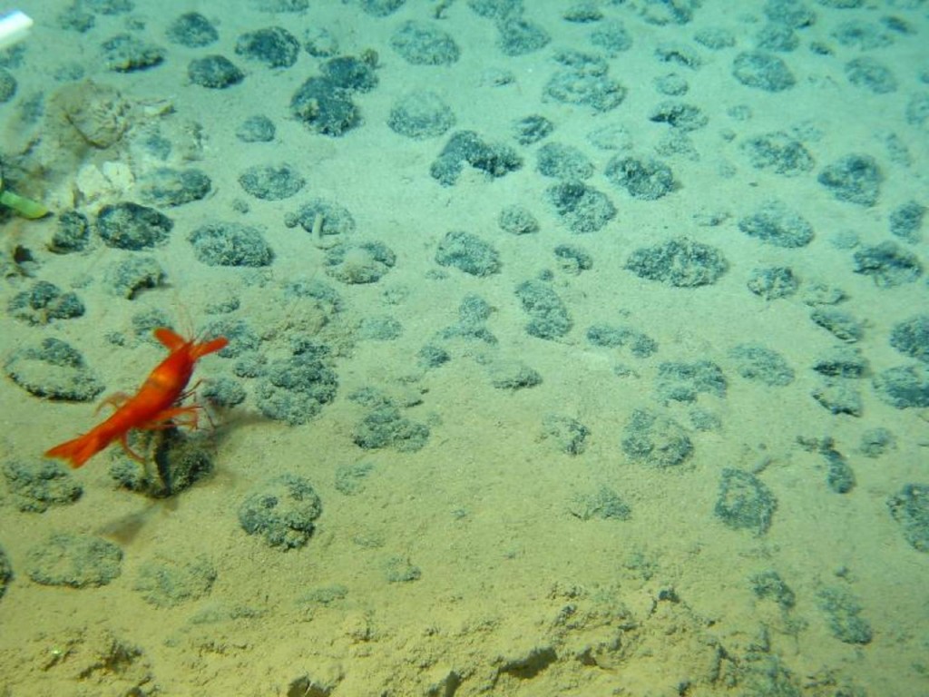 nodules_floor