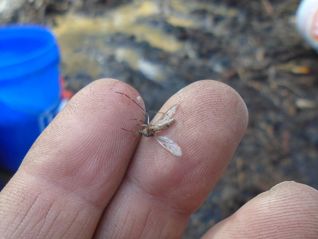 Mosquito