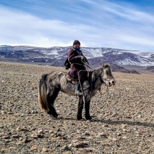 mongolian herder horse placer